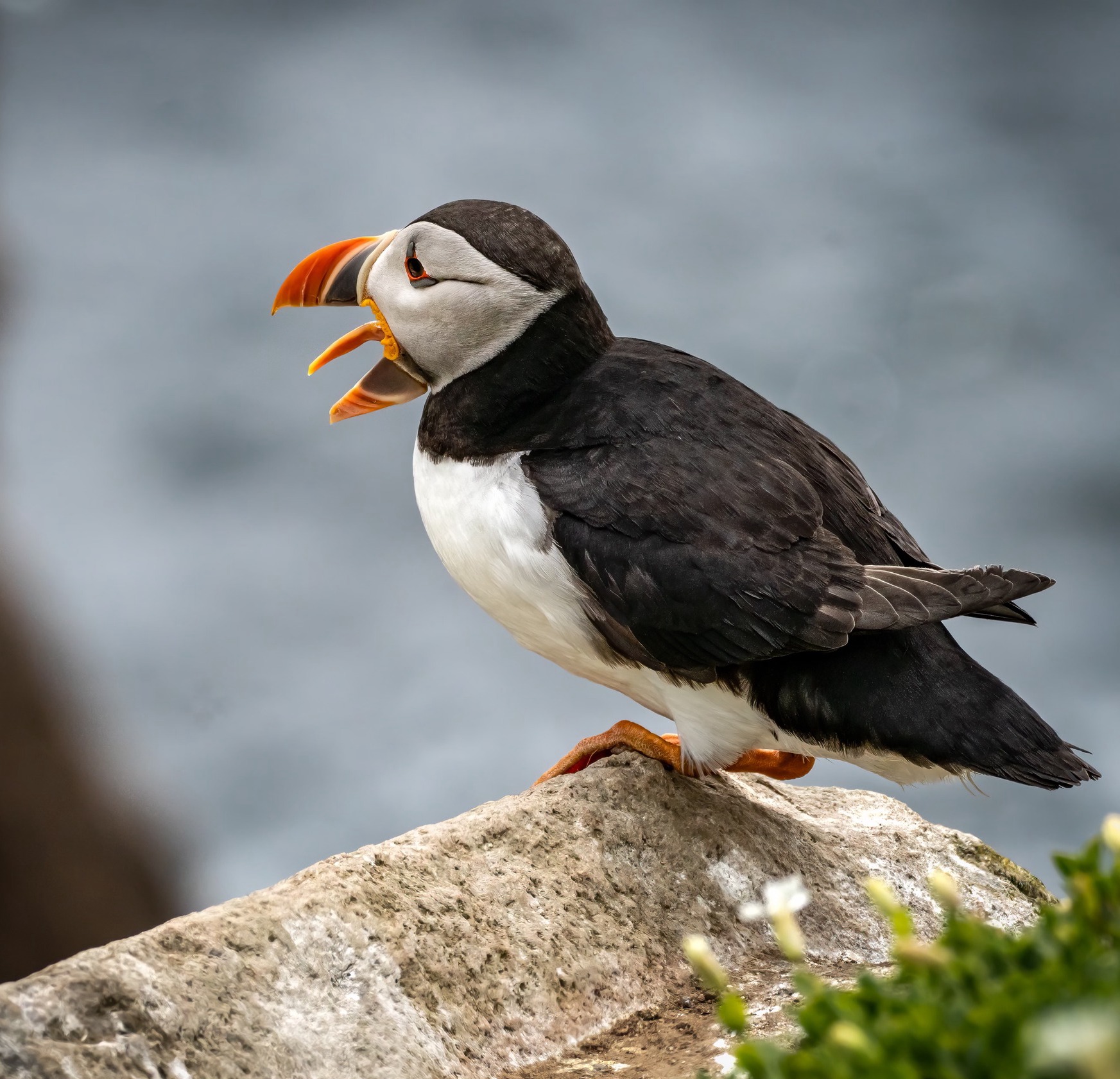 Puffin Bird with open mouth